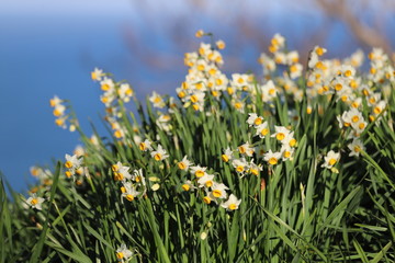 越前海岸の越前水仙