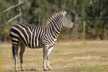 Fototapeta na wymiar zebra standing in a field