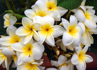 Obraz na płótnie Canvas Exotische Blüten auf La Palma