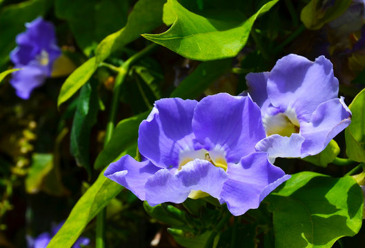 Fototapeta Beautiful blue Thunbergia grandiflora  flowers in tropical garden of Tenerife,Canary Islands,Spain.Bengal trumpet, Blue sky vine flower,Clockvine.Selective focus.