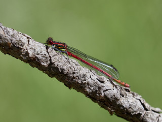 Red devil horse (Pyrrhosoma nymphula) perched on a branch of a pine, in a forest near the town of Riópar