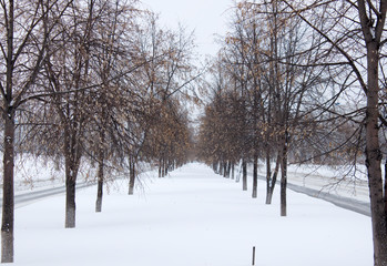 strip of shrubs in the city