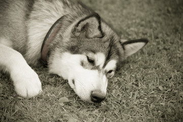 Dog breed alaskan malamute plays in a garden. Selective focus. Toned