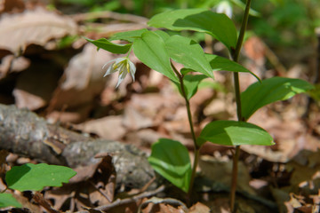 チゴユリ