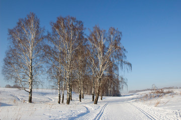 birch winter forest