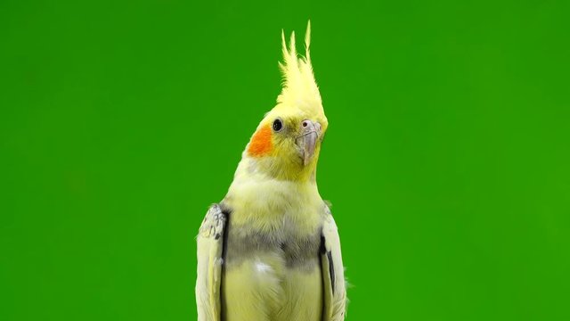portrait of a parrot corella on green screen