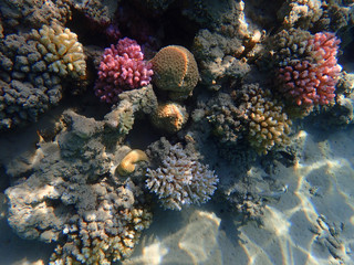coral reef in egypt