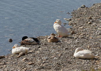 Fototapeta premium Ducks on a stony coast of a river