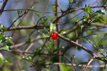 Pomegranate flower on a bush with green leaves in nature. Blurred background