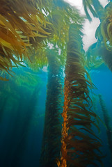 Colourful Giant Kelp plants seascape with sun in the background in cold water