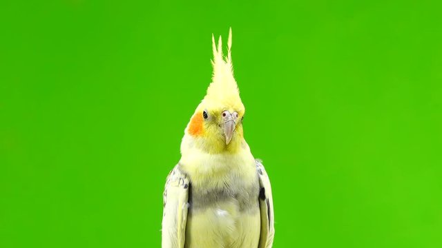 portrait of a parrot corella on green screen