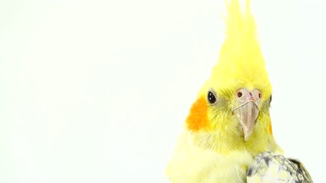 portrait of a parrot corella on white screen