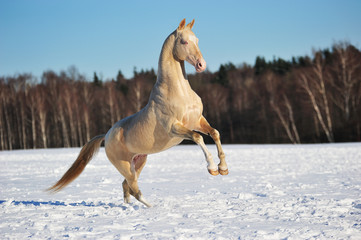 Cremello akhal teke stallion rears in winter field
