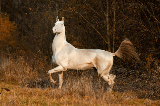 Proud cremello akhal teke stallion trots in autumn forest