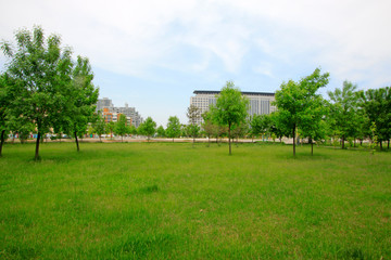 Fototapeta na wymiar grass trees and buildings