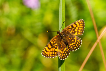 Obraz premium Wachtelweizen Scheckenfalter