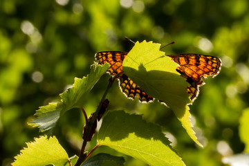 Wachtelweizen Scheckenfalter