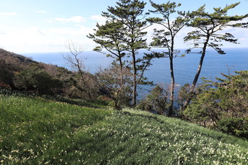 越前海岸の越前水仙