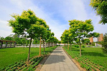 Fototapeta na wymiar path and trees in the park