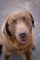 Chocolate Labrador