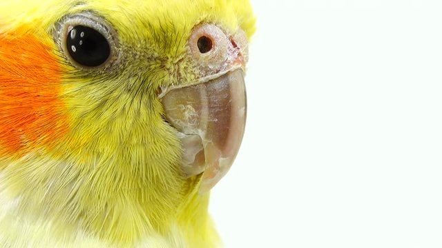portrait of a parrot corella on white screen
