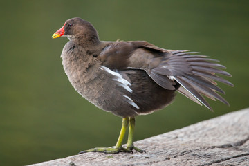 Teichhuhn bei der Gefiederpflege