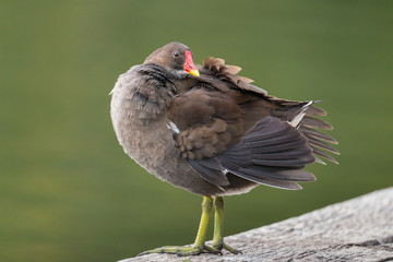 Teichhuhn bei der Gefiederpflege