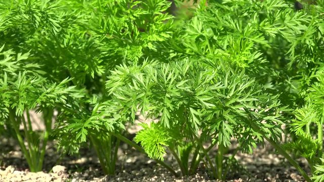 Green growing carrot tops  (Daucus carota subsp. sativus) on a field.