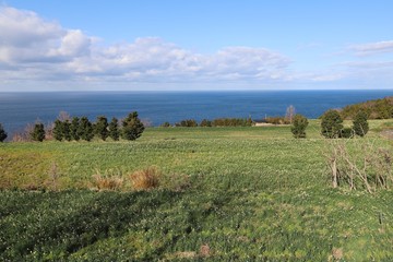 越前海岸の越前水仙