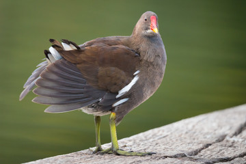 Teichhuhn bei der Gefiederpflege