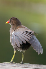 Teichhuhn bei der Gefiederpflege