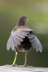 Teichhuhn bei der Gefiederpflege