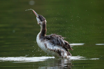 Haubentaucher (Padiceps cristatus)