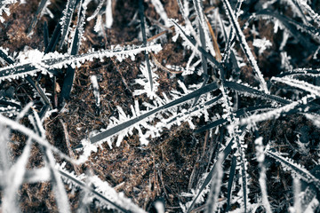 Frost on a grass and cold ground. First slight frosts. Shallow depth of field. Selective focus. Toned