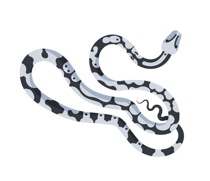 Elegant snake isolated on white background