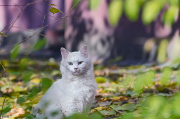 Obraz premium white stray cat in the leaves