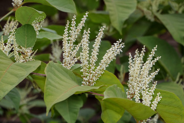 Weiße Blüten des Asiatischen Knöterichs,  Fallopia japonica