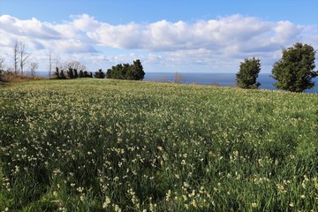 越前海岸の越前水仙