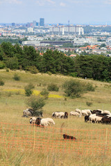 Flock of sheep grazing on the Perchtoldsdorf heath in the Nature park of Foehrenberge, located in...