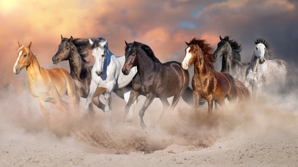 Naklejka premium Stado koni biegać galopem w pustynnym pyle przed dramatycznym niebem
