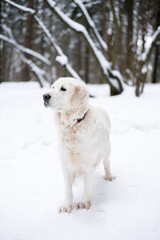 pets in nature. portrait of a beauty dog. a beautiful golden retriever stay in a winter snow-covered forest.