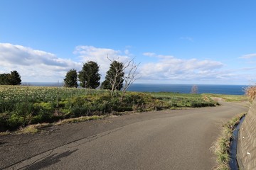 越前海岸の越前水仙