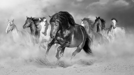 Horse herd run gallop in desert dust against dramatic sky. Black and white