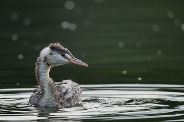 Haubentaucher (Padiceps cristatus)
