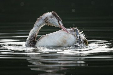 Haubentaucher (Padiceps cristatus)