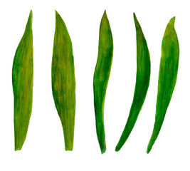 A set of leaves watercolor botanical illustration leaves spring summer set for design