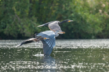 Staffelflug Kormorane und Graureiher