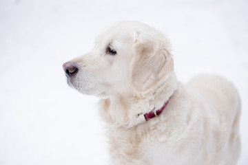 pets in nature. portrait of a beauty dog. a beautiful golden retriever stay in a winter snow-covered forest.