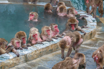 Snow monkeys (Japanese macaque) relaxing   in a hot spring pool (onsen) ,Hakodate ,Japan.