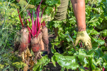 Bio organic growing and harvest of vegetable. Fresh farm vegetables in farmer garden. Beet...